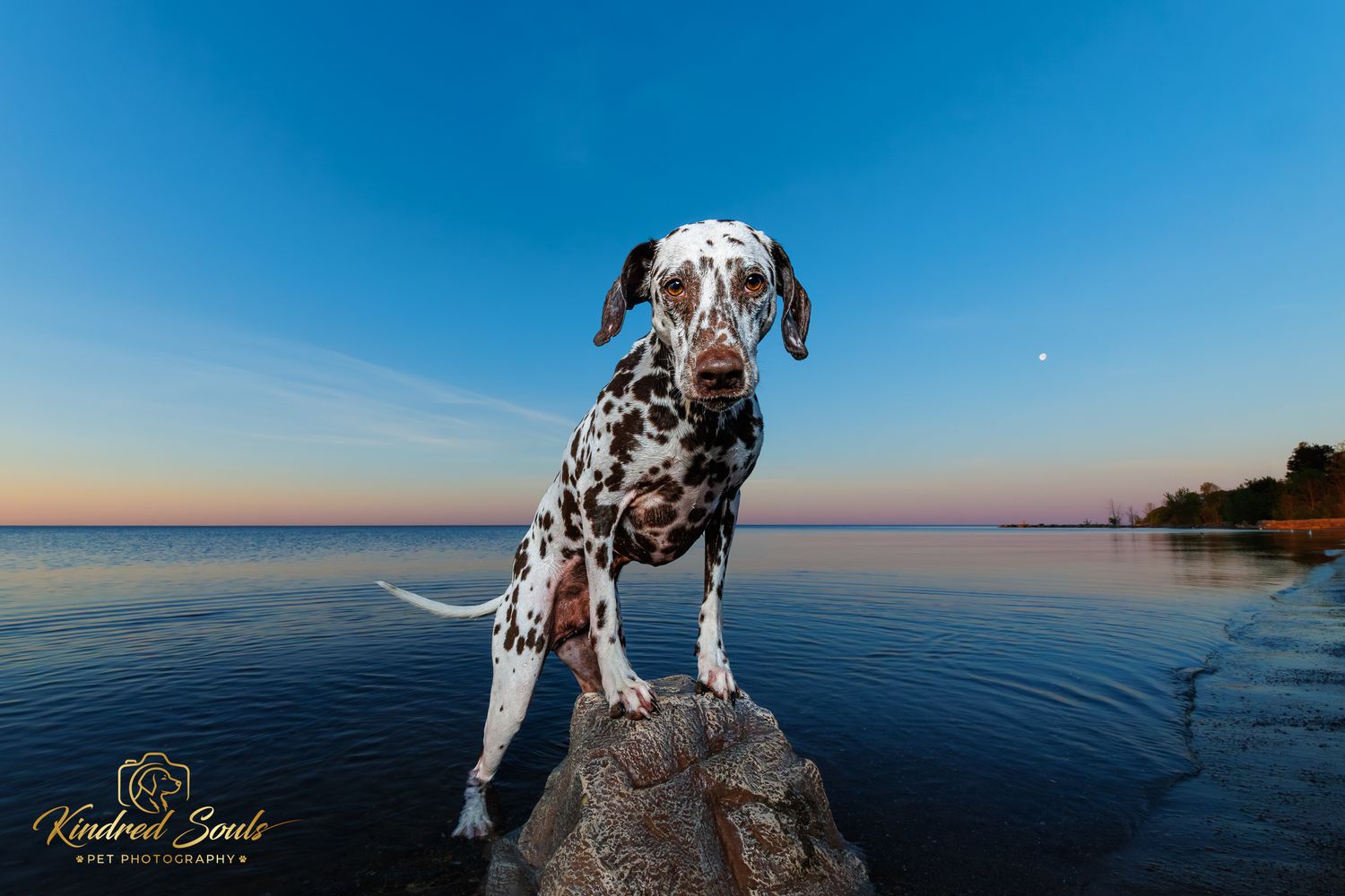 Dalmatian dog posing on rocks by a calm lake at sunset with a clear blue sky and crescent moon.