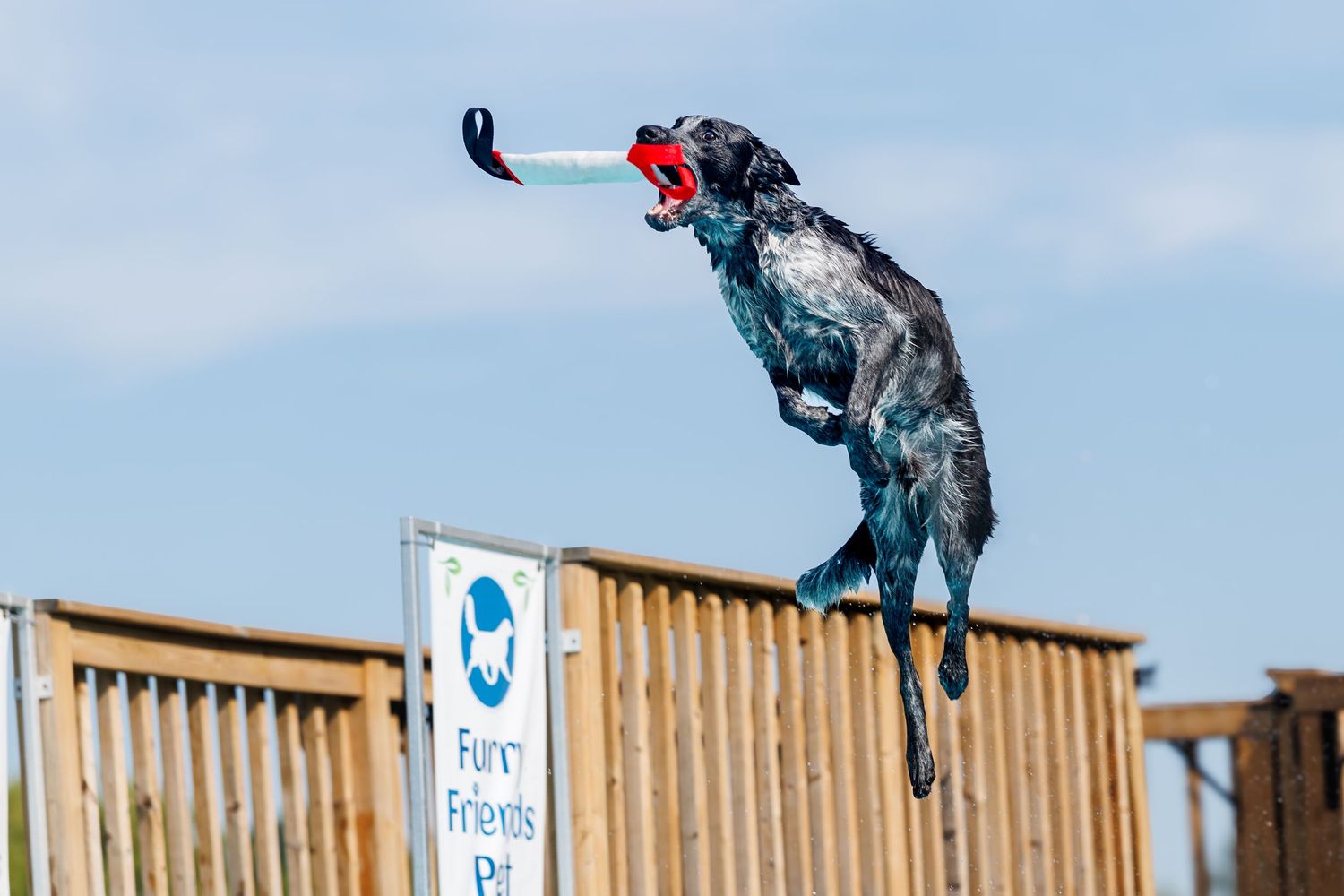 Black and white dog jumping high over a wooden fence to catch a colorful toy at a Furry Friends Pet event.