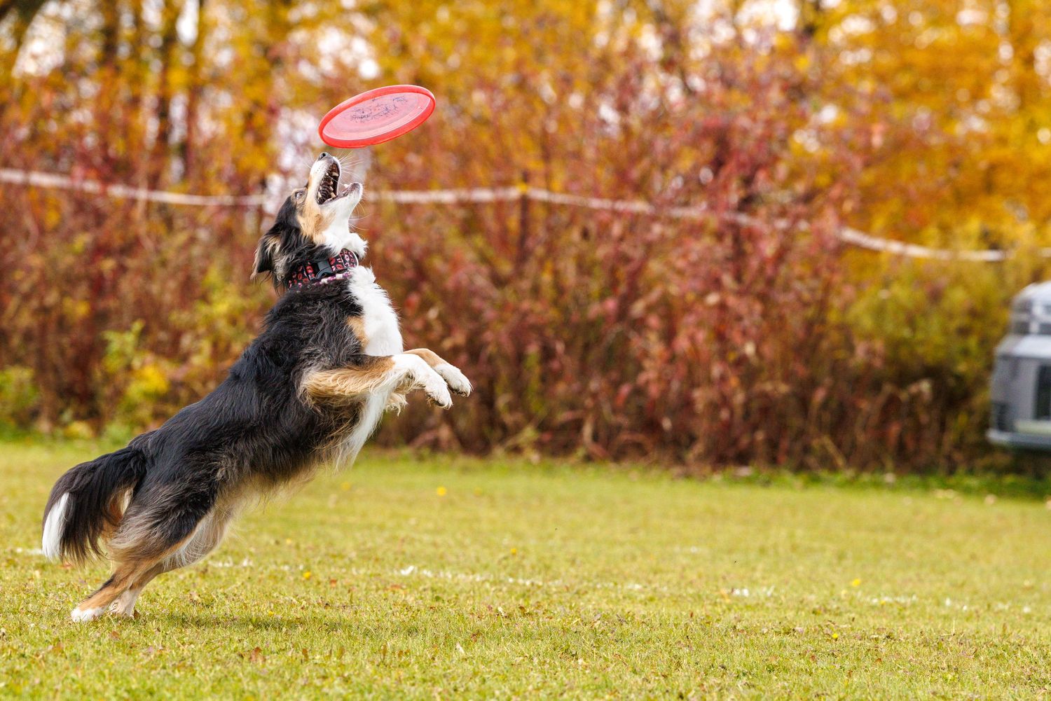 Border Collie dog jumping to catch a red frisbee in an autumn backyard with colorful foliage.