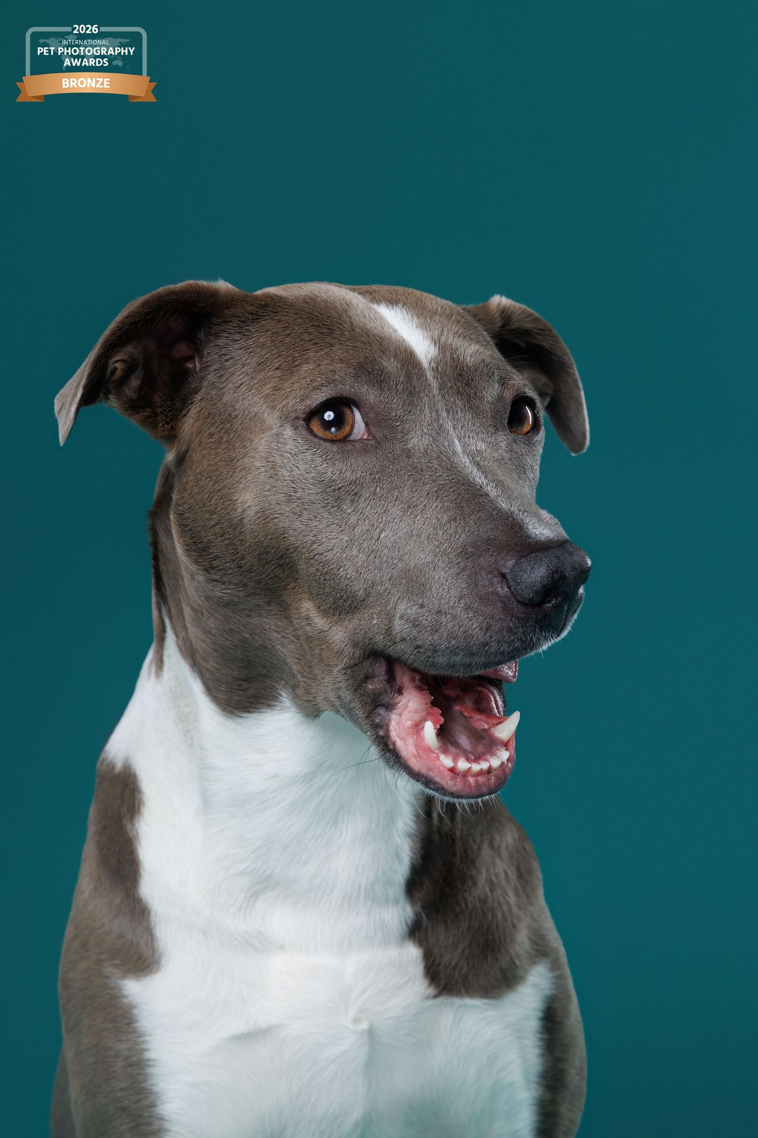 Award-winning portrait of a gray and white pit bull dog with mouth open, photographed against a teal background.