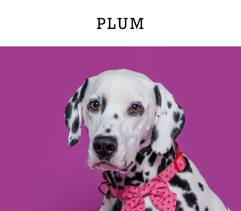 Dalmatian dog named Plum wearing a pink polka dot bow tie collar, posed against a vibrant purple background.
