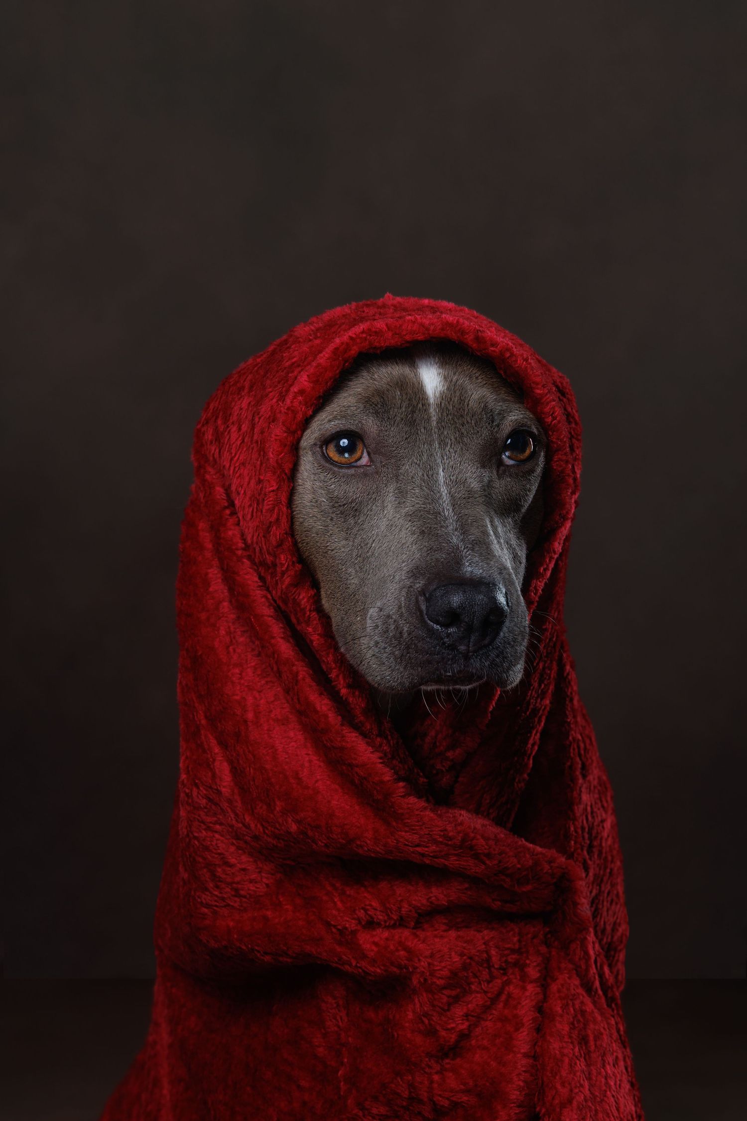 A gray dog wrapped in a red knitted scarf gazes at the camera on a dark background.