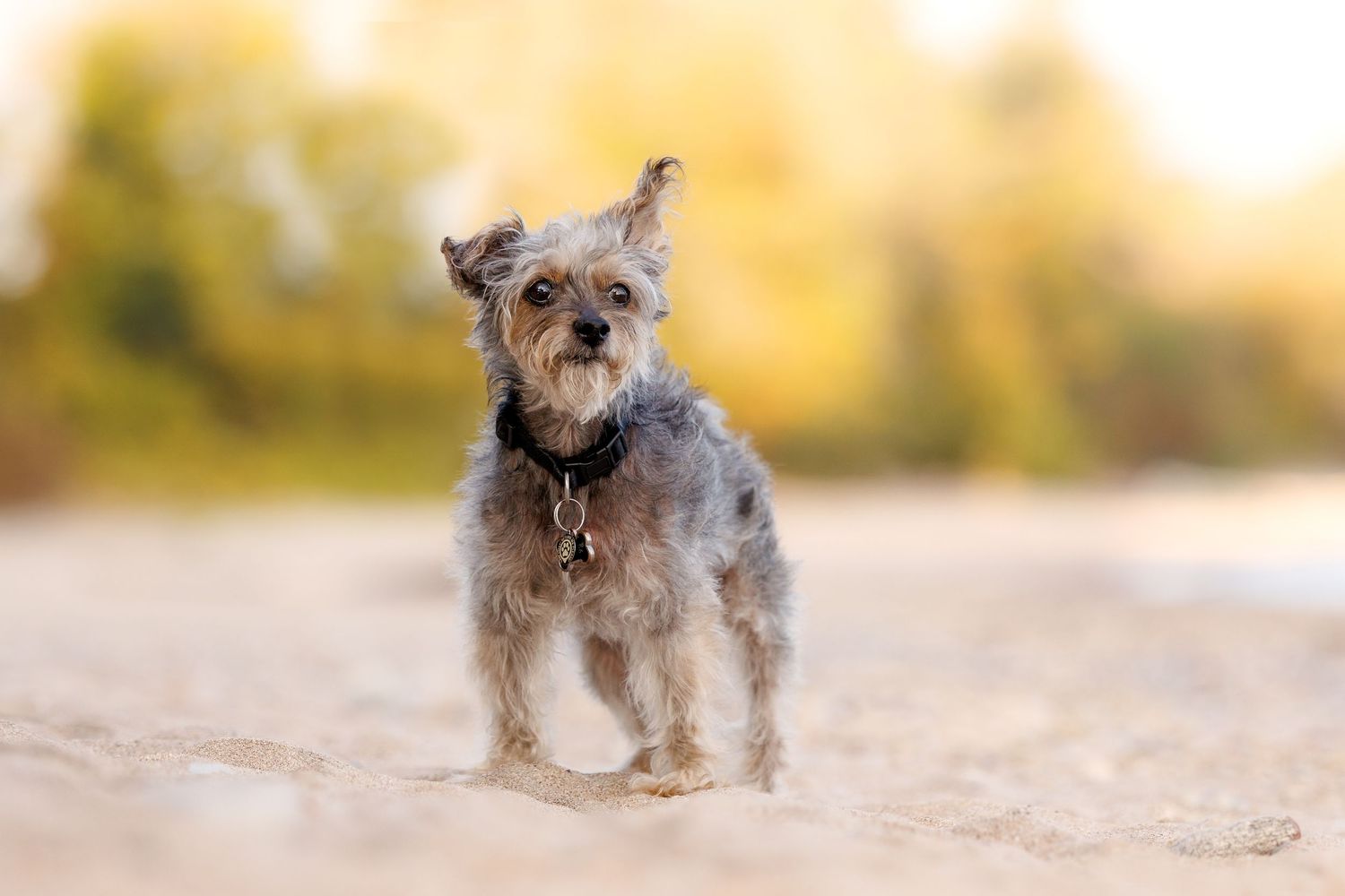 A small gray Yorkshire Terrier dog with a black collar trots across sandy ground outdoors.