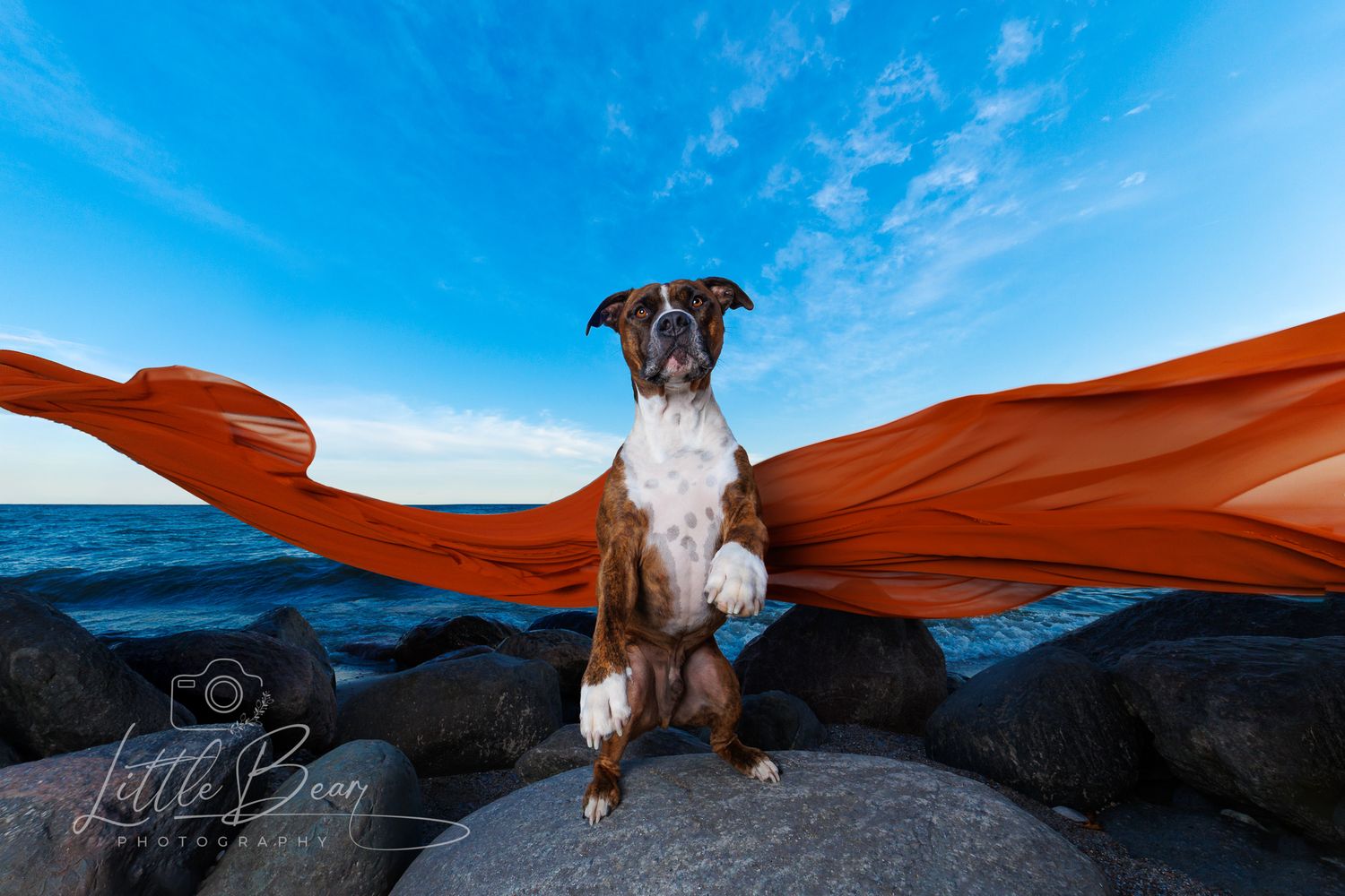 Boxer dog standing on rocks by the lake with an orange fabric flowing dramatically behind it.