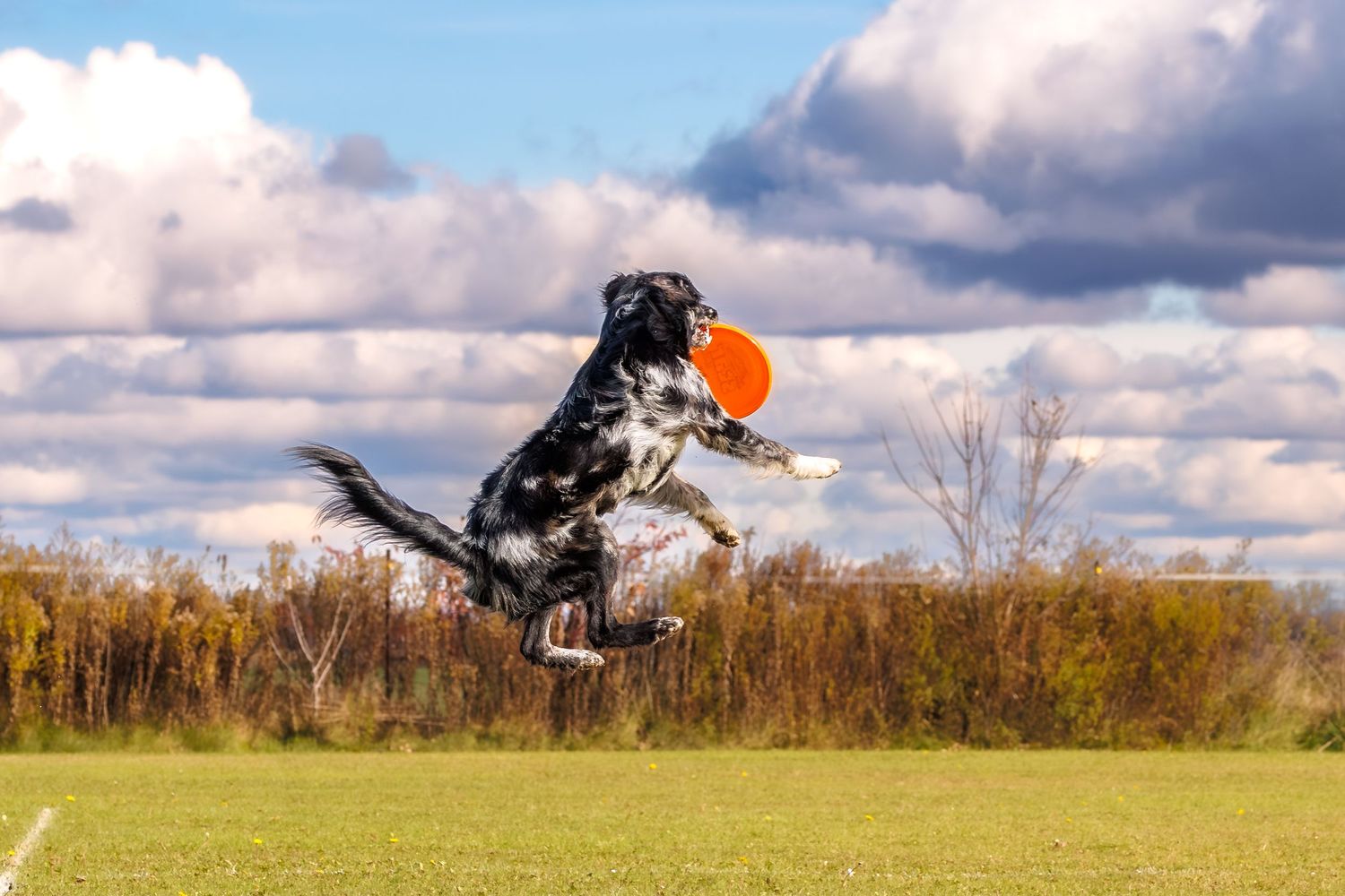 Black and white dog leaping high to catch an orange frisbee outdoors on a green field under a cloudy blue sky.