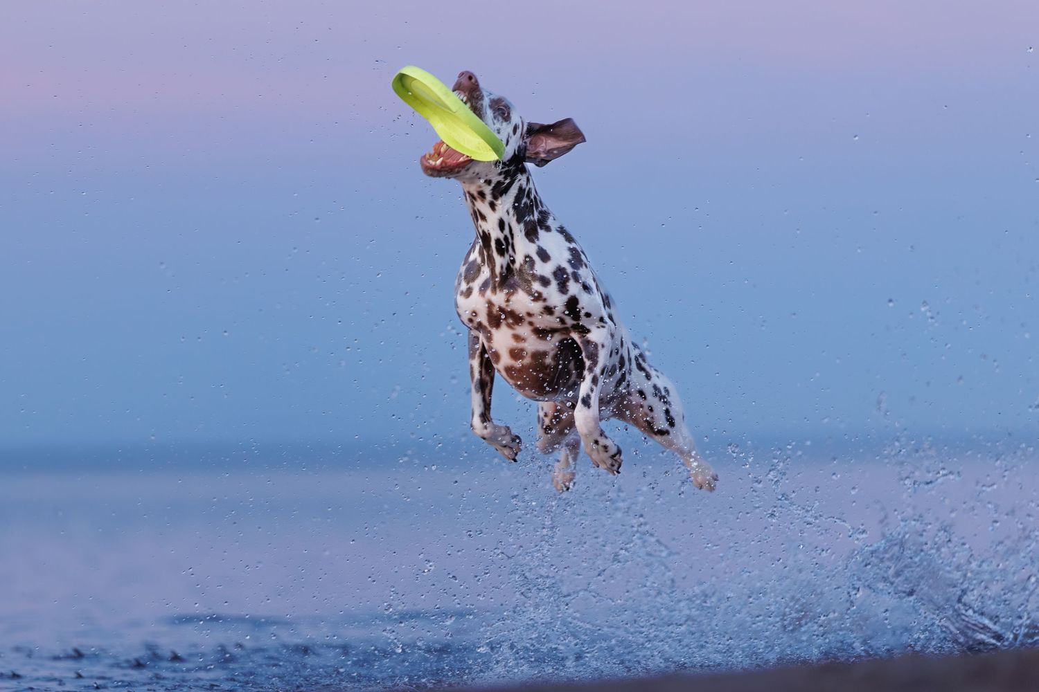 A Dalmatian dog leaps mid-air over ocean waves catching a green frisbee at dusk on a beach.