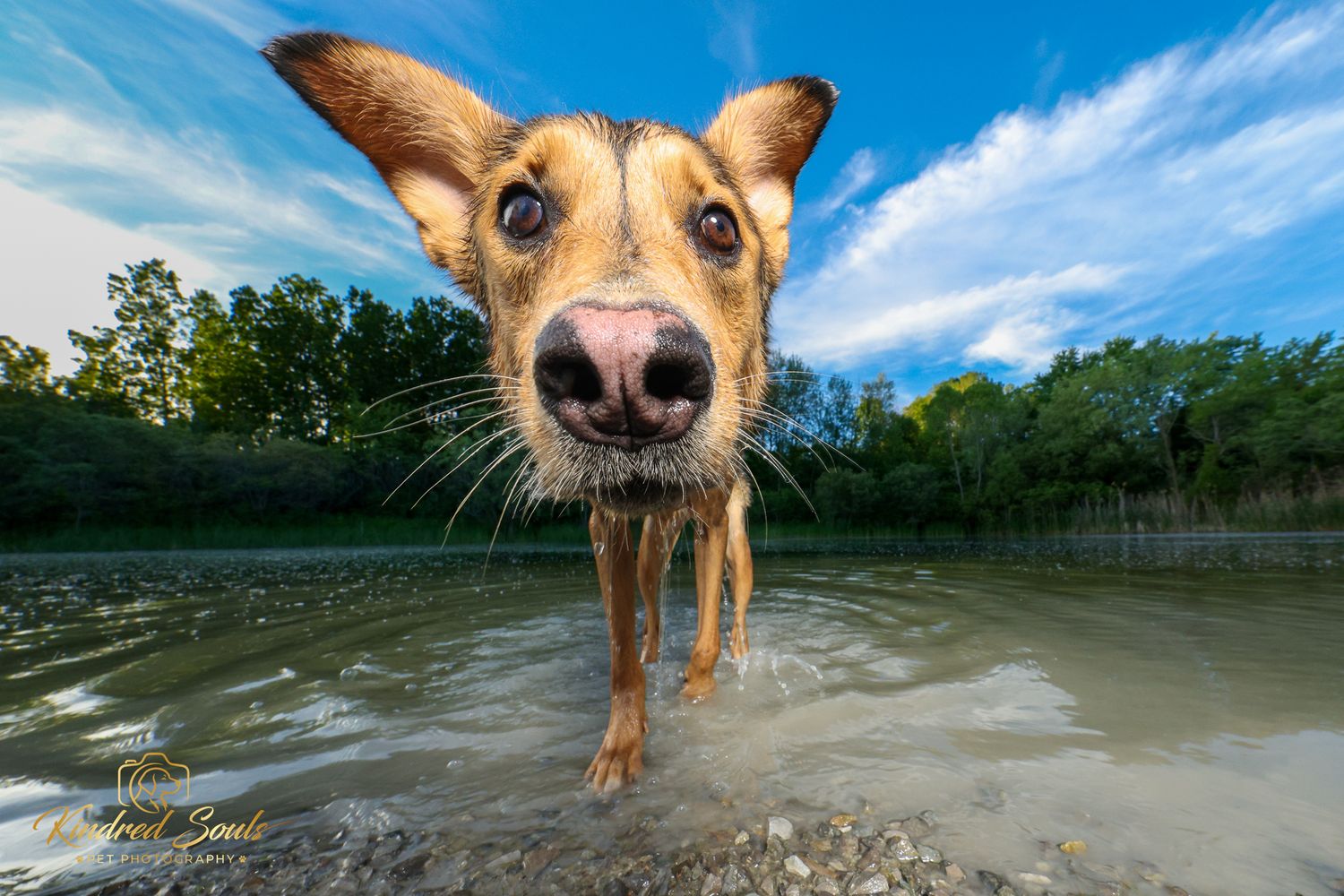 A wet dog peers curiously into the camera close-up near a lake shore.