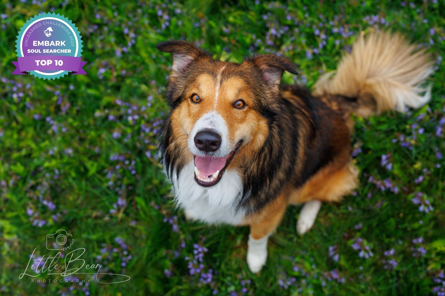 A happy Shetland Sheepdog sits among purple wildflowers, looking up with a bright smile, wearing an Embark Top 1% badge.