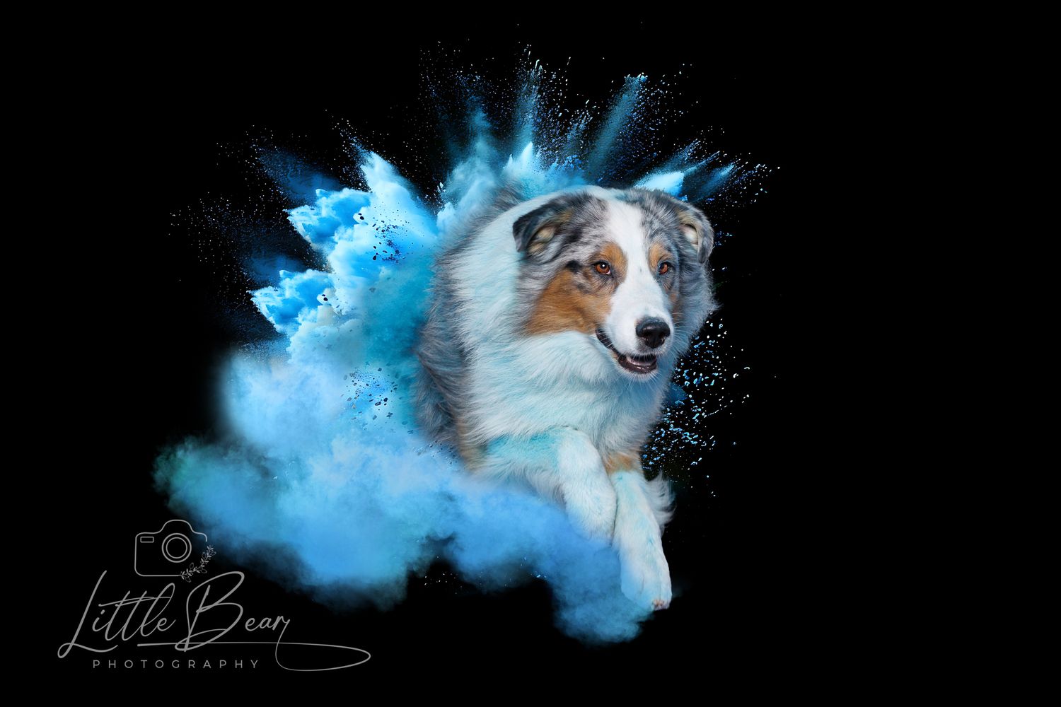Australian Shepherd dog leaping through a blue powder explosion on a black background by Little Bean Photography.