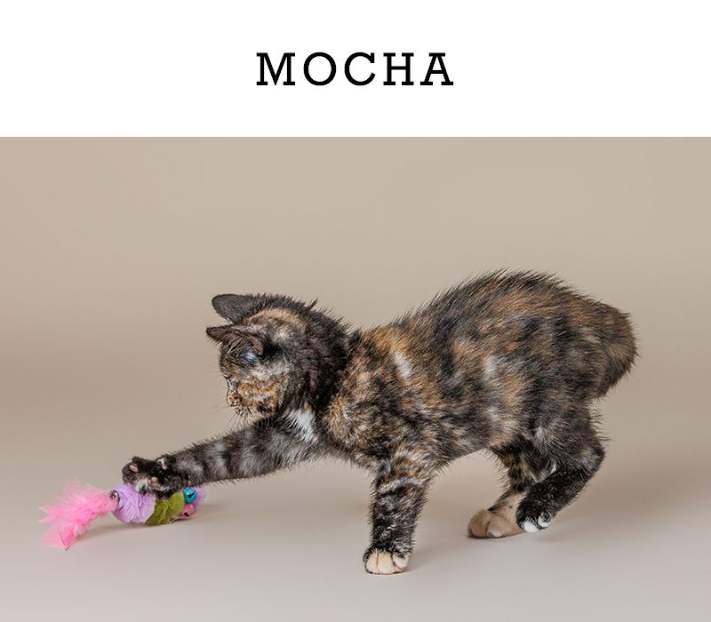 Tortoiseshell kitten named Mocha playfully batting a pink feather toy with its paw on a neutral background.