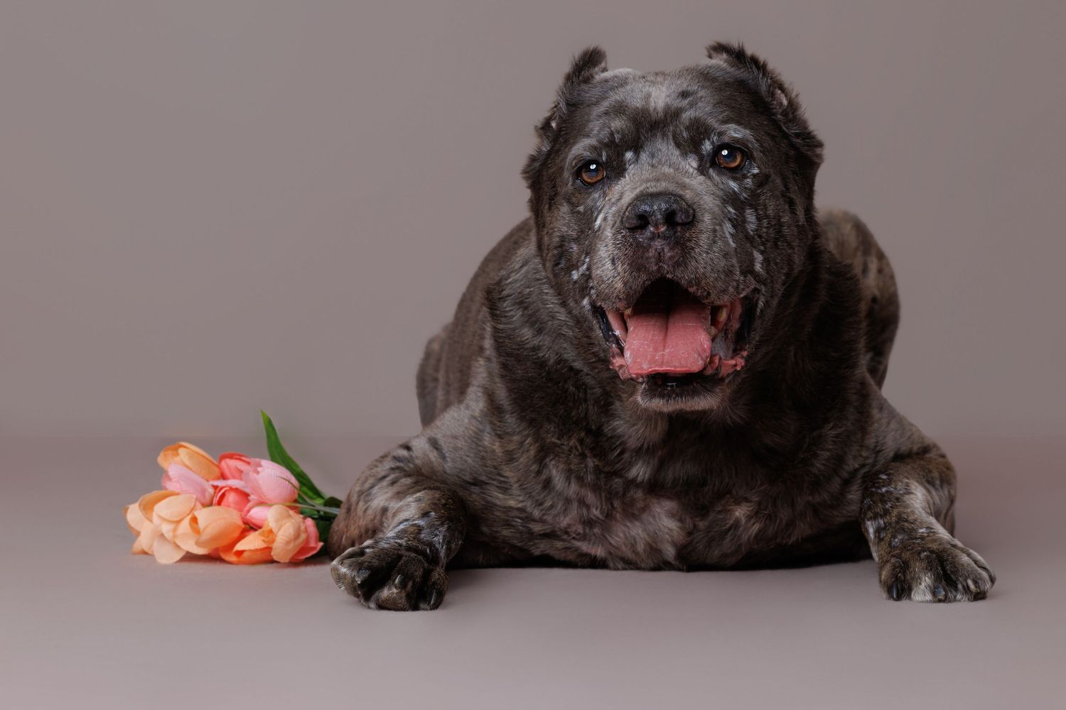 A happy Cane Corso dog with tongue out lies beside pink tulips on a gray background.