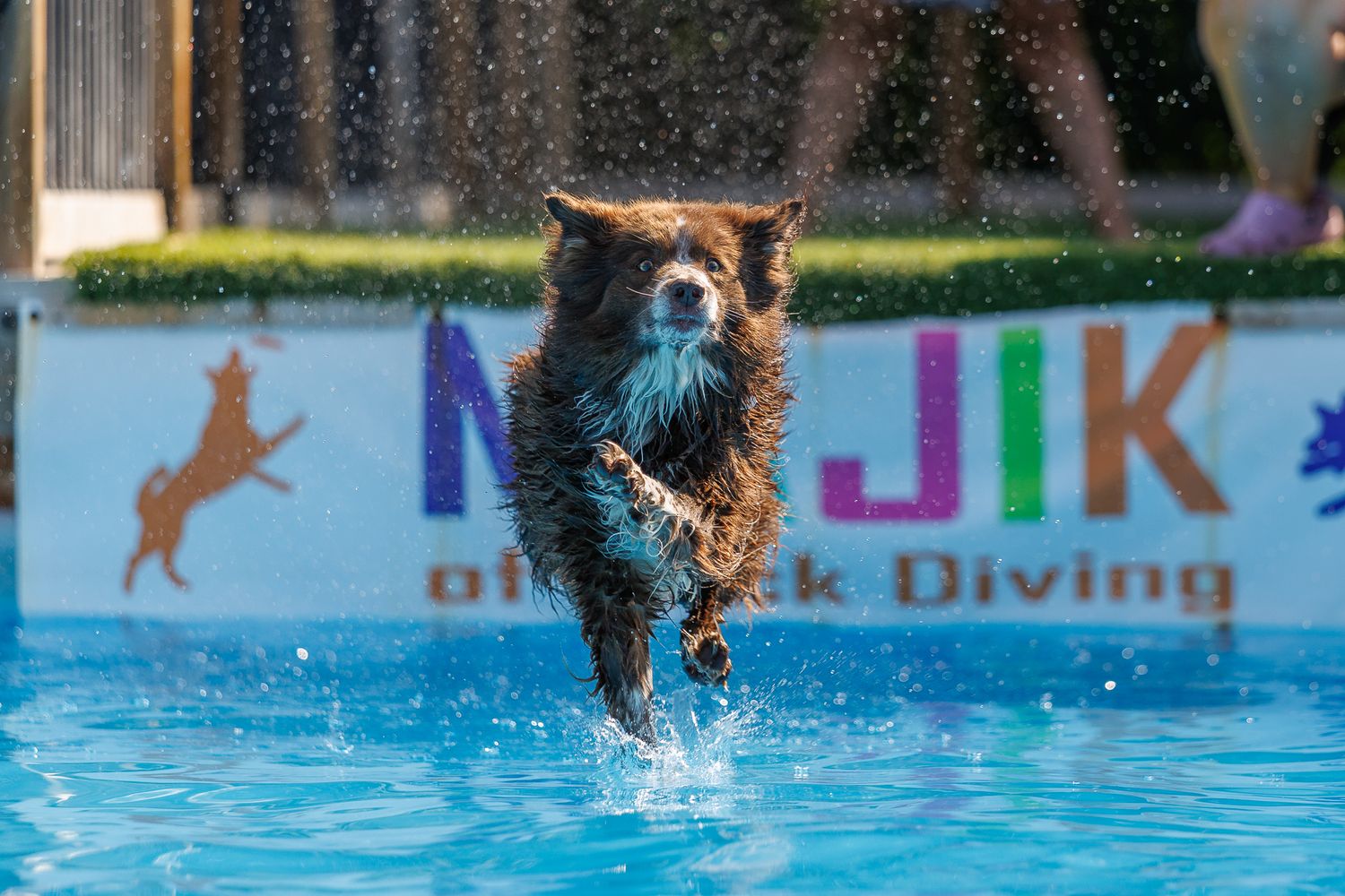 A wet dog leaps energetically over a pool at a MUDJIK dock diving competition, splashing water mid-air.