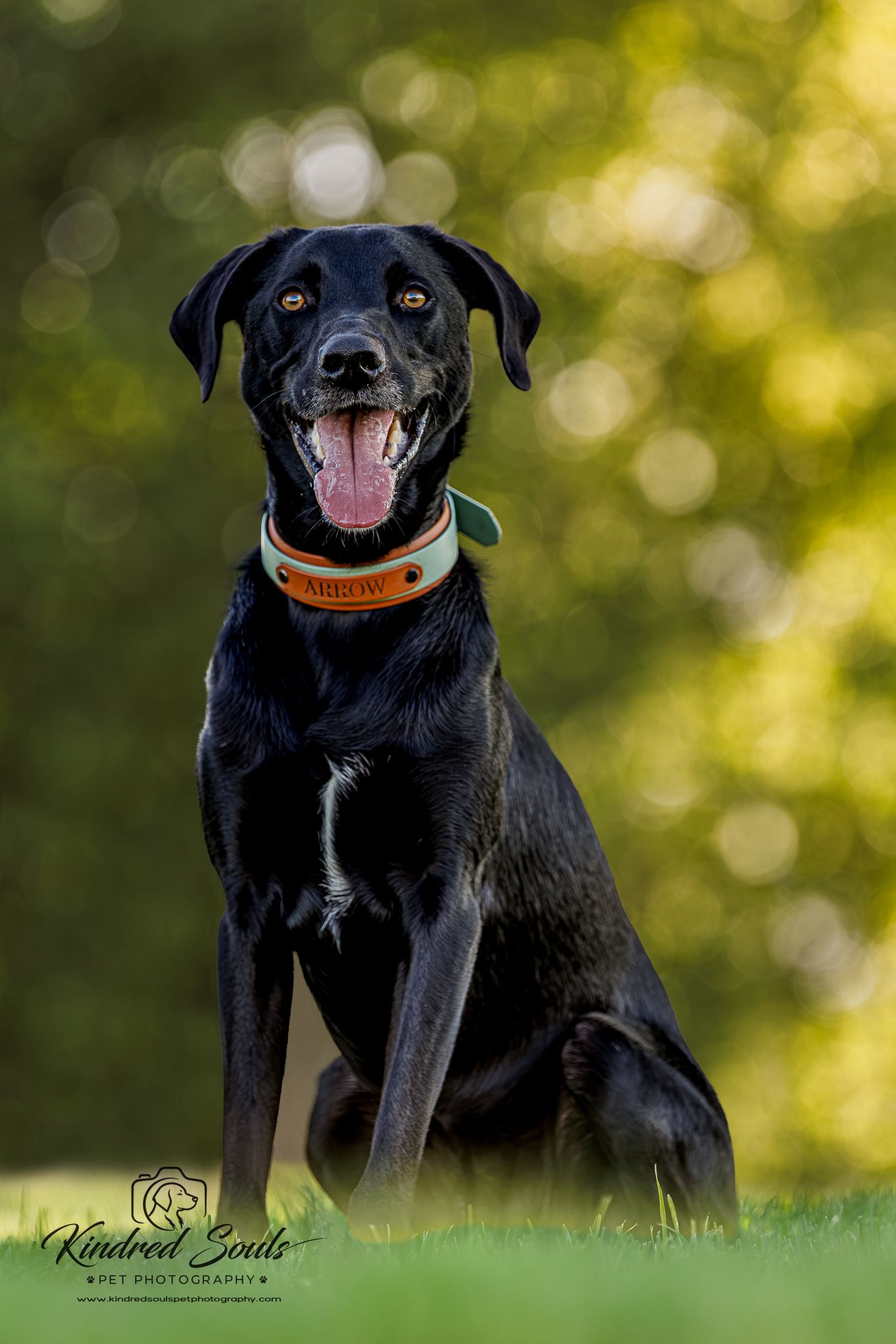 A happy black Labrador named Arrow sits on green grass, tongue out, wearing an orange collar, with a bokeh green background.