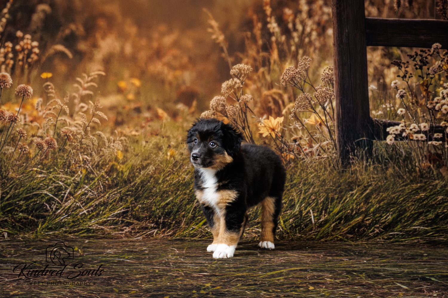 Adorable tri-color Australian Shepherd puppy standing in golden autumn field grass near wooden fence.
