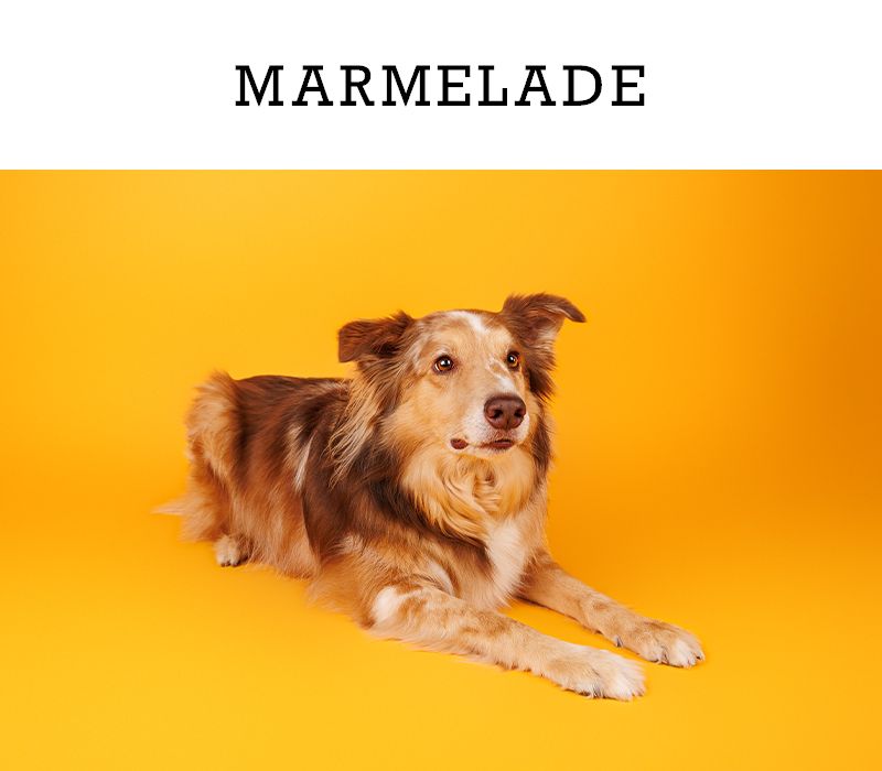 A fluffy brown dog named Marmelade lies on a yellow background looking at the camera.