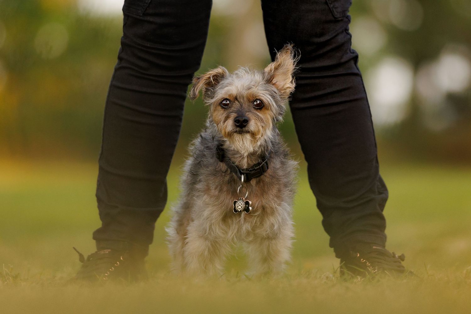 Small scruffy terrier dog sitting between person's legs on green grass outdoors.