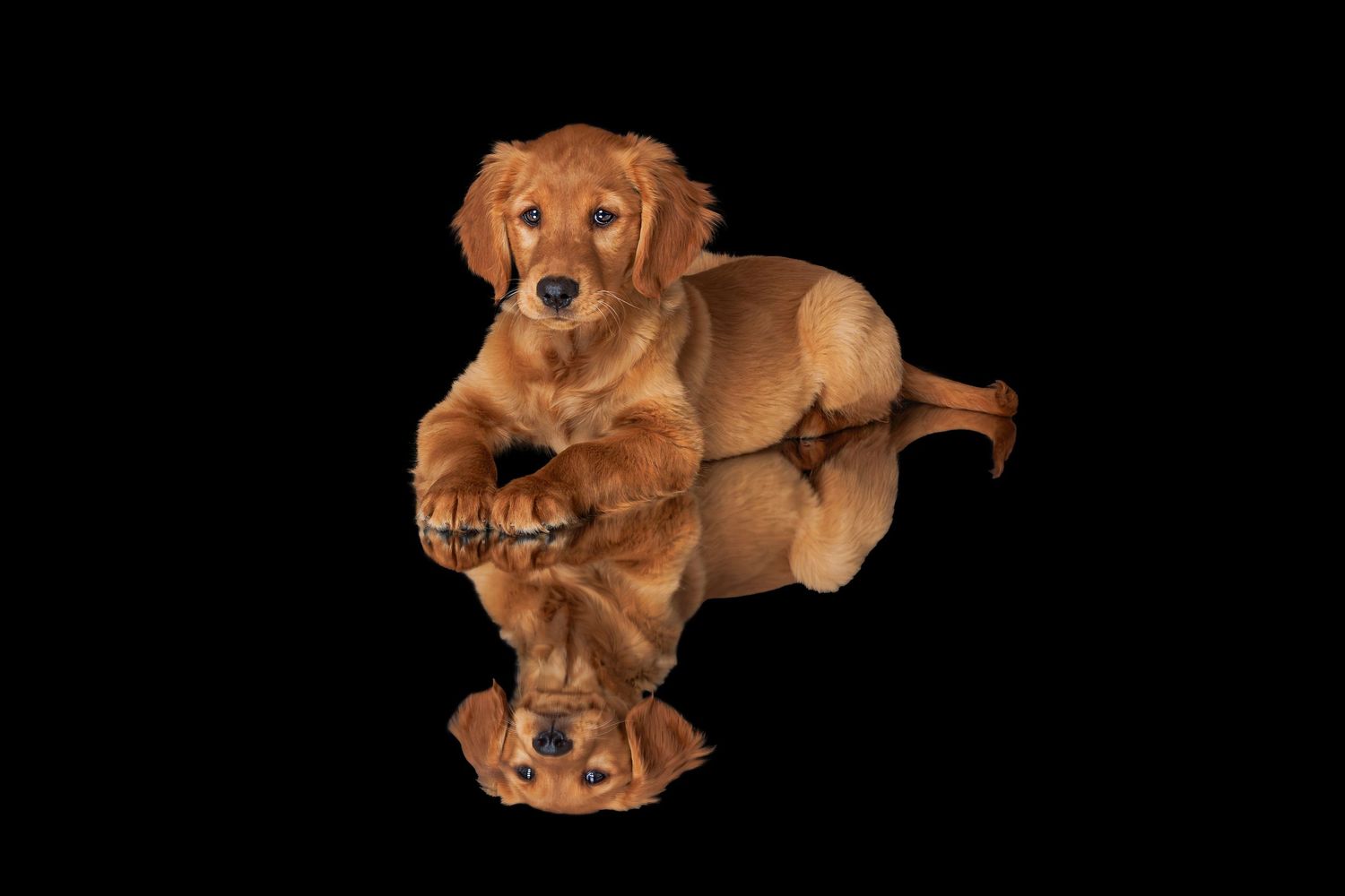 Golden Retriever puppy with mirror reflection posing on black reflective surface in studio.