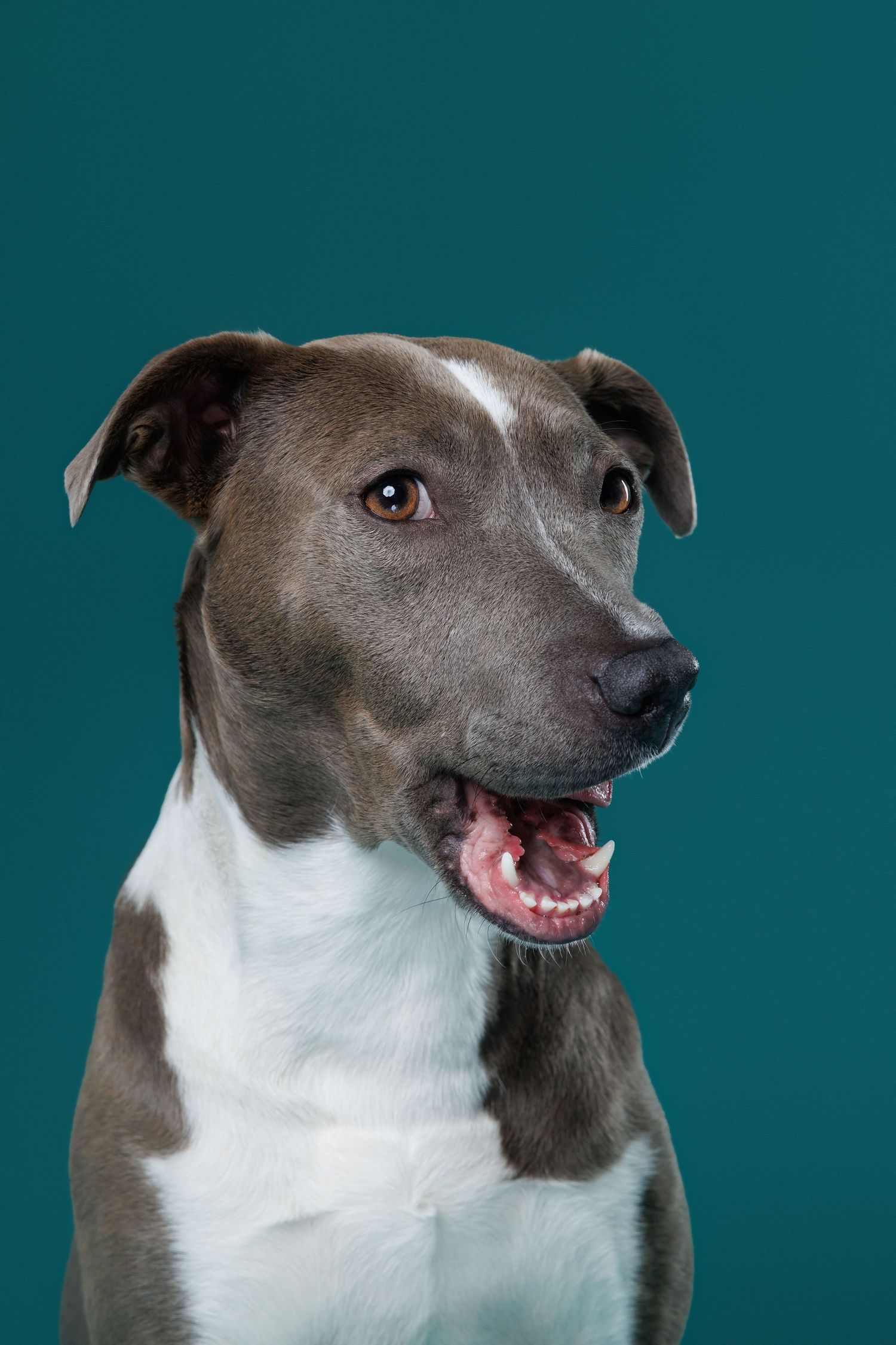 Close-up portrait of a gray and white pit bull mix dog with mouth open against a teal background.