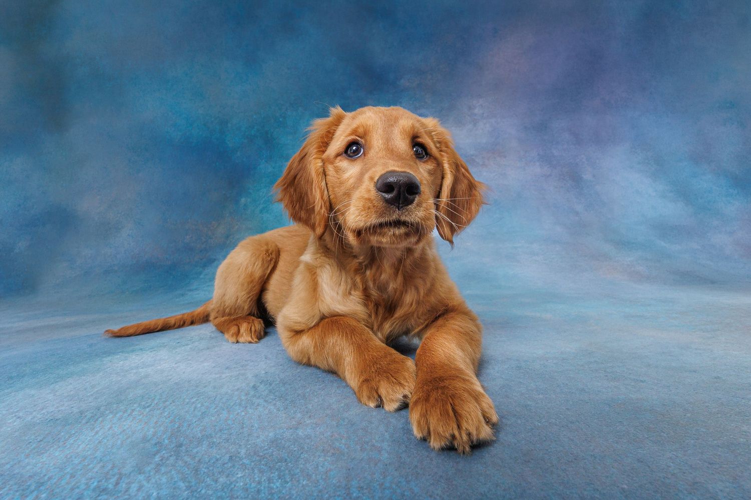 Adorable golden retriever puppy lying down on a blue surface against a soft blue-gray studio background.