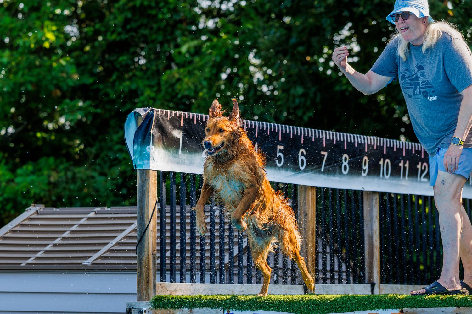 A wet dog leaps mid-air during a dock diving competition as a woman measures the jump distance on a ruler.