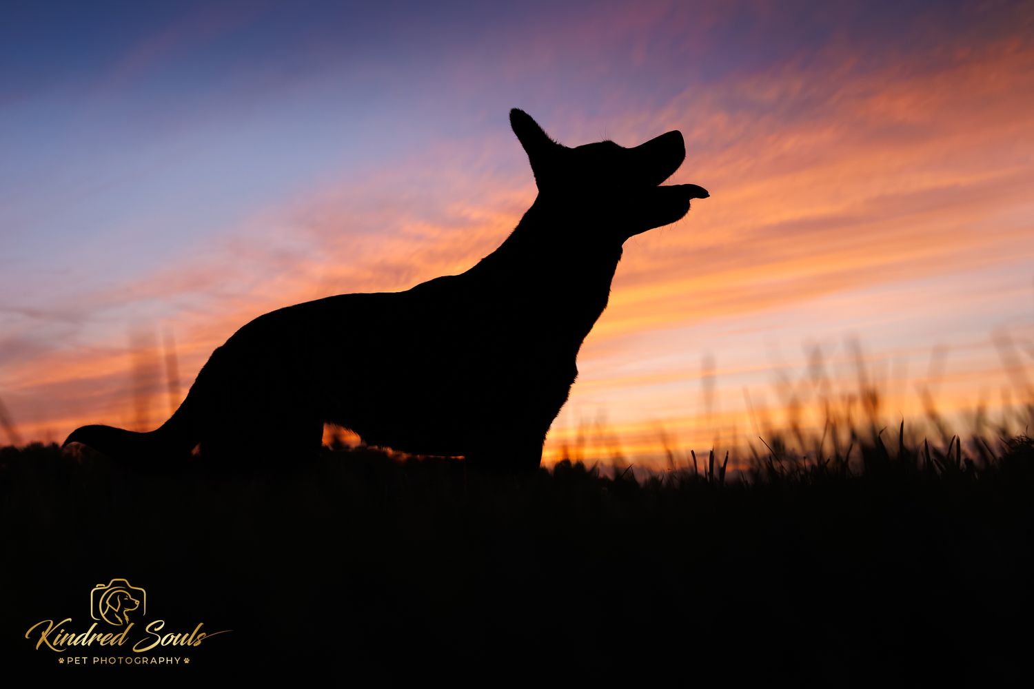 Silhouette of a German Shepherd dog sitting in a field against a vibrant orange and purple sunset sky.
