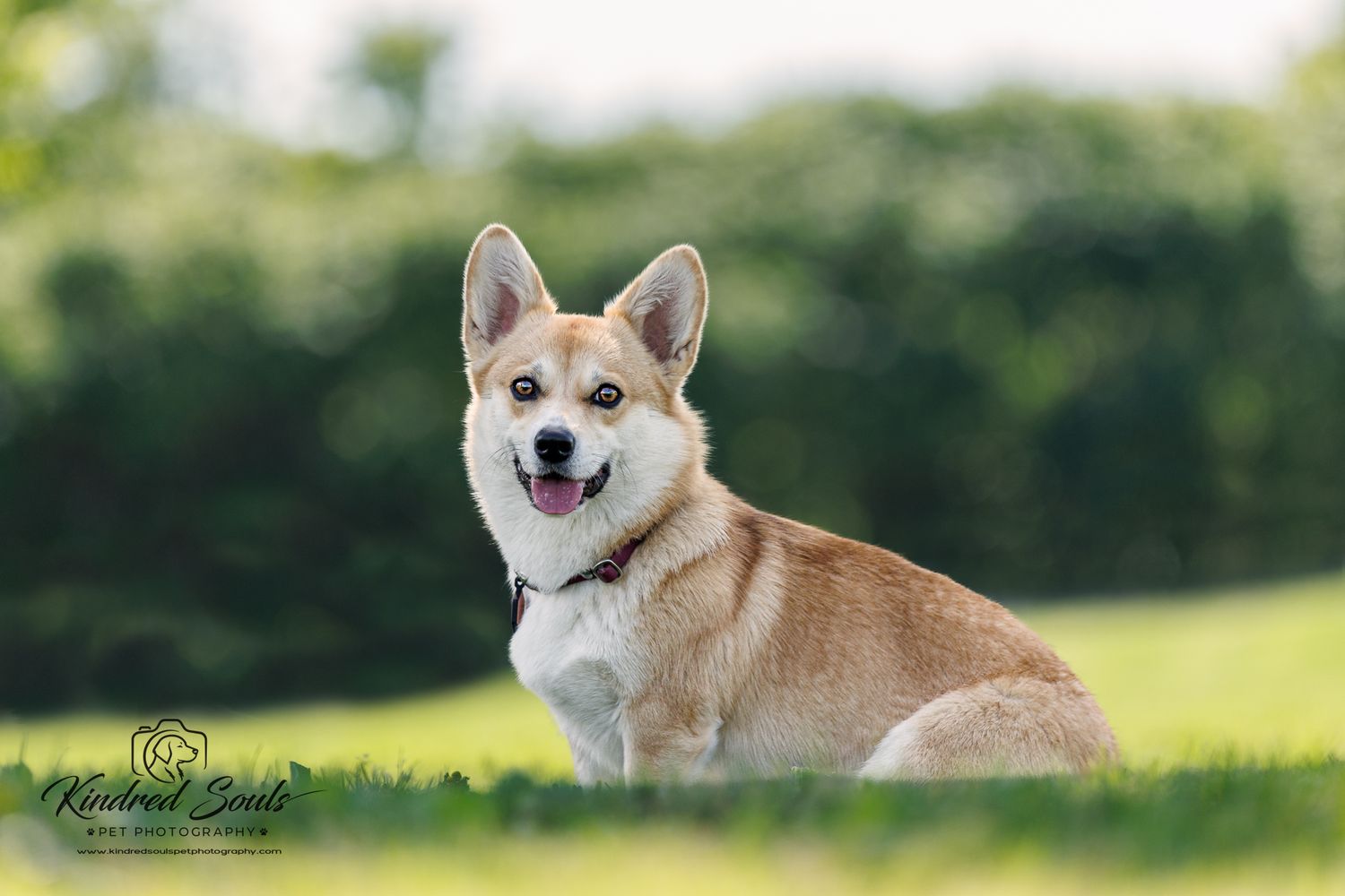 A happy Corgi dog sitting on green grass in a sunny outdoor park, smiling with tongue out.