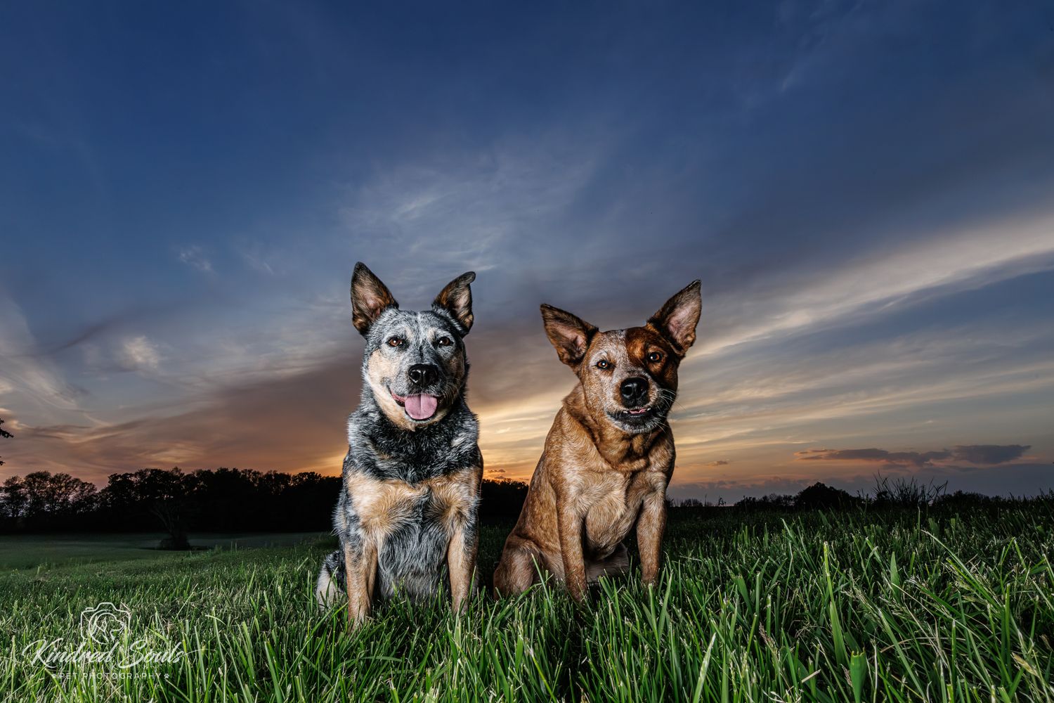 Two Australian Cattle Dogs sitting in green grass at sunset with dramatic blue and orange sky.