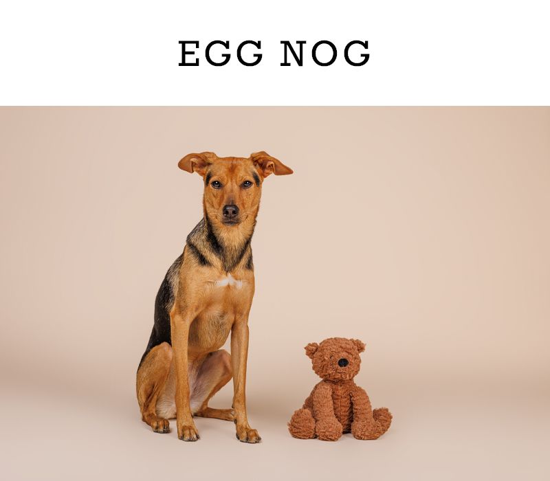 A tan and black dog sitting beside a small teddy bear on a beige background.