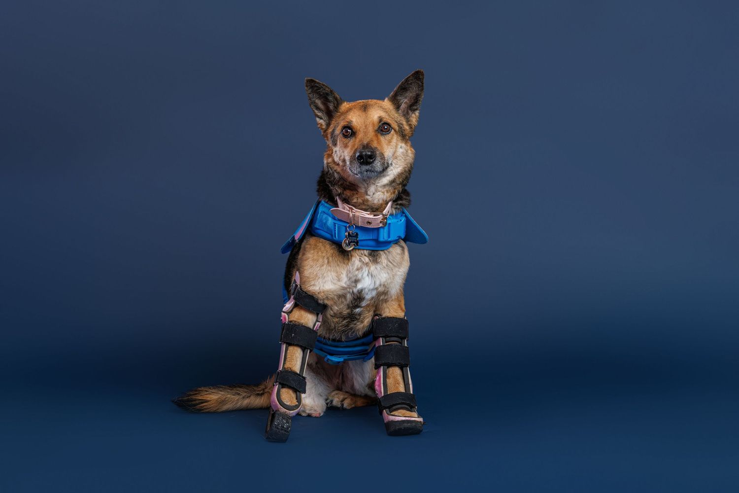 A German Shepherd mix dog wearing blue orthopedic leg braces sits against a dark blue studio background.