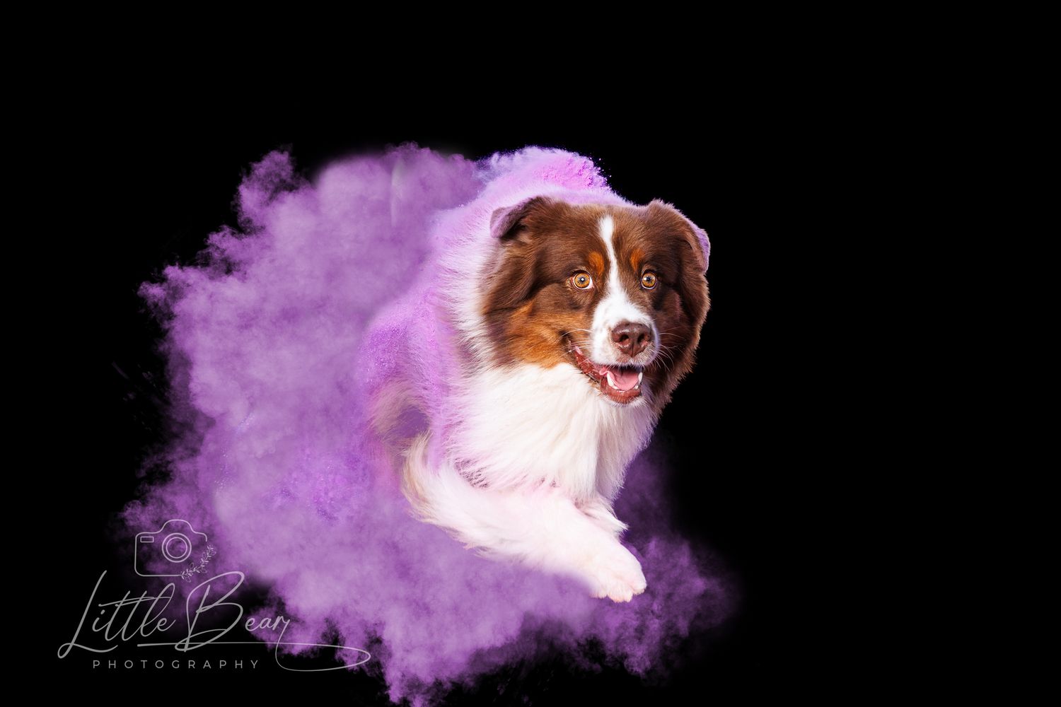 Brown and white Australian Shepherd dog running through a burst of purple powder on black background.