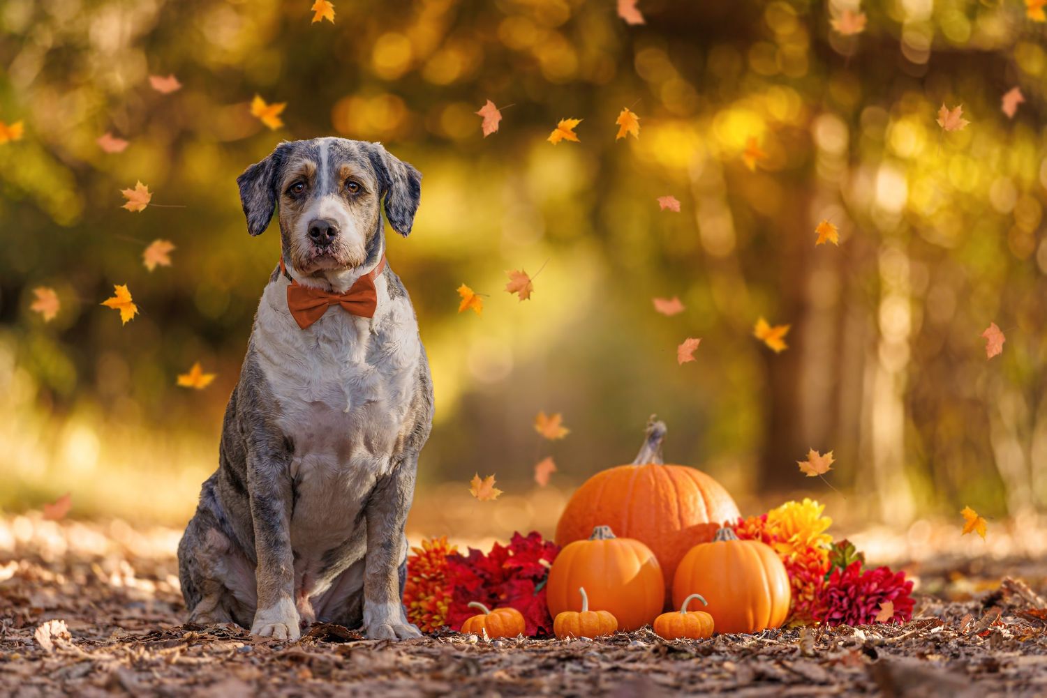 A dog wearing a bow tie sits beside pumpkins and fall leaves in an autumn outdoor setting.