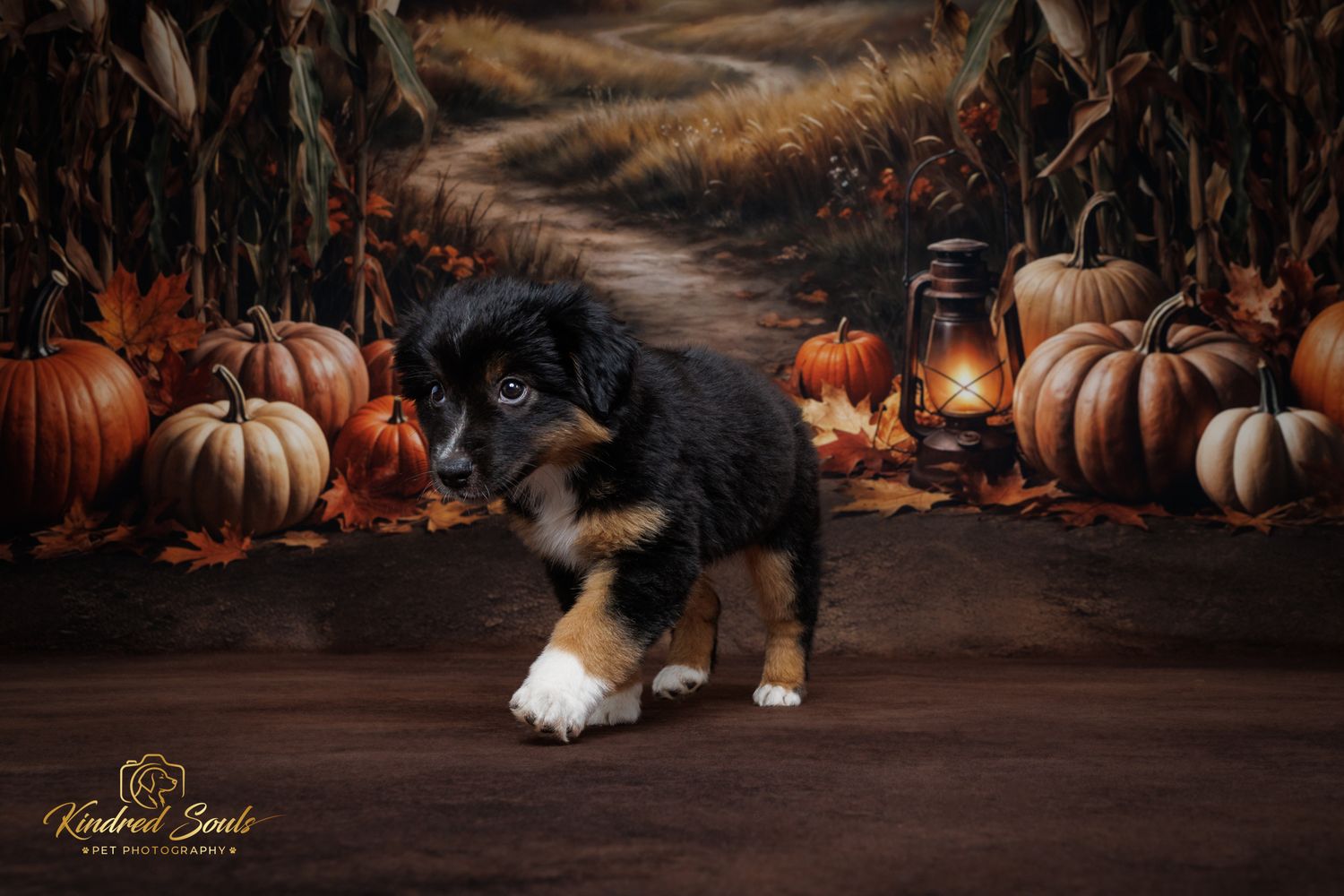 Adorable tricolor puppy poses among pumpkins and autumn leaves with a lantern in a fall harvest backdrop.