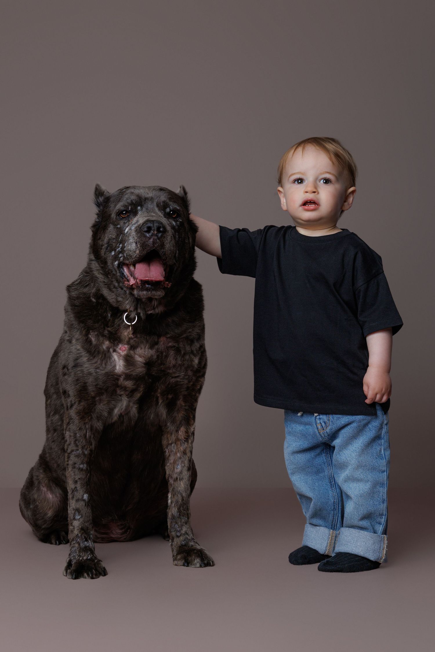 A toddler in a black shirt and jeans stands beside a large brindle Cane Corso dog in a studio.