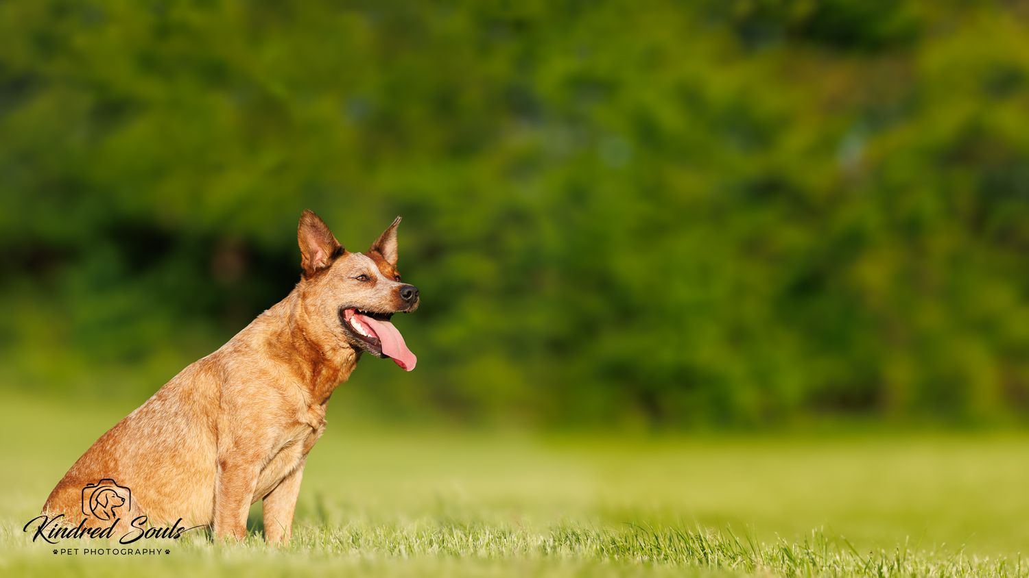 A happy brown dog sits on green grass with tongue out, enjoying a sunny day outdoors.