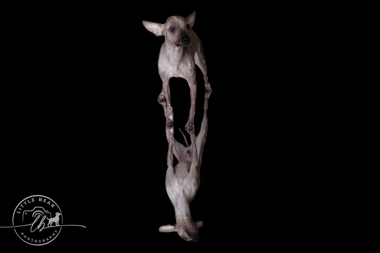 Hairless dog photographed against black background with mirror reflection creating striking symmetrical portrait.