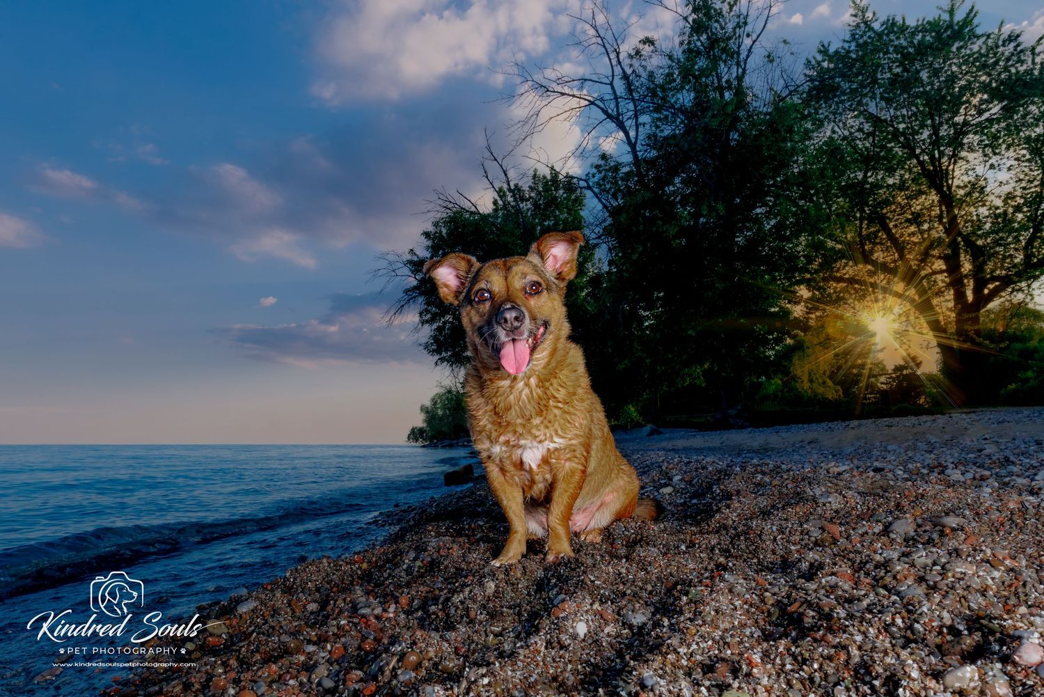 A happy brown dog sits on a rocky beach at sunset with trees and calm water in the background.