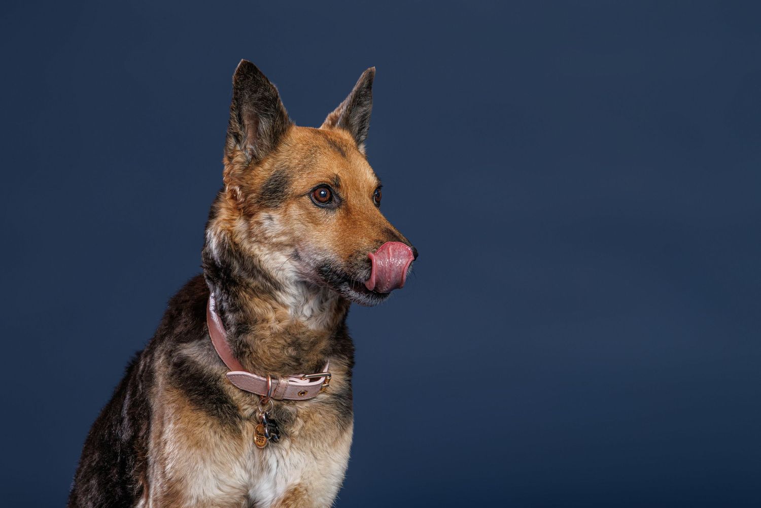 A German Shepherd dog with a pink collar licks its nose against a dark blue studio background.