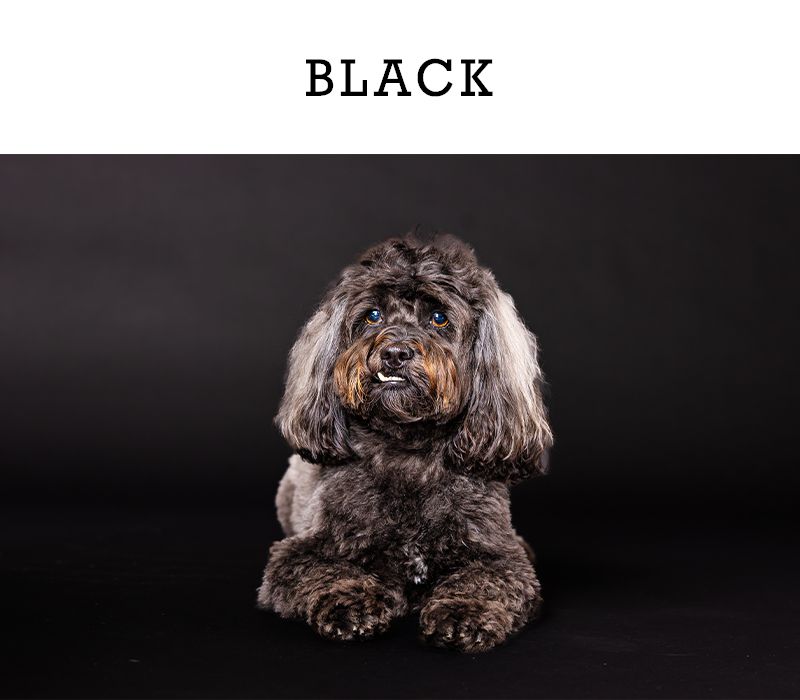 A fluffy black poodle mix dog sitting against a dark background labeled BLACK.