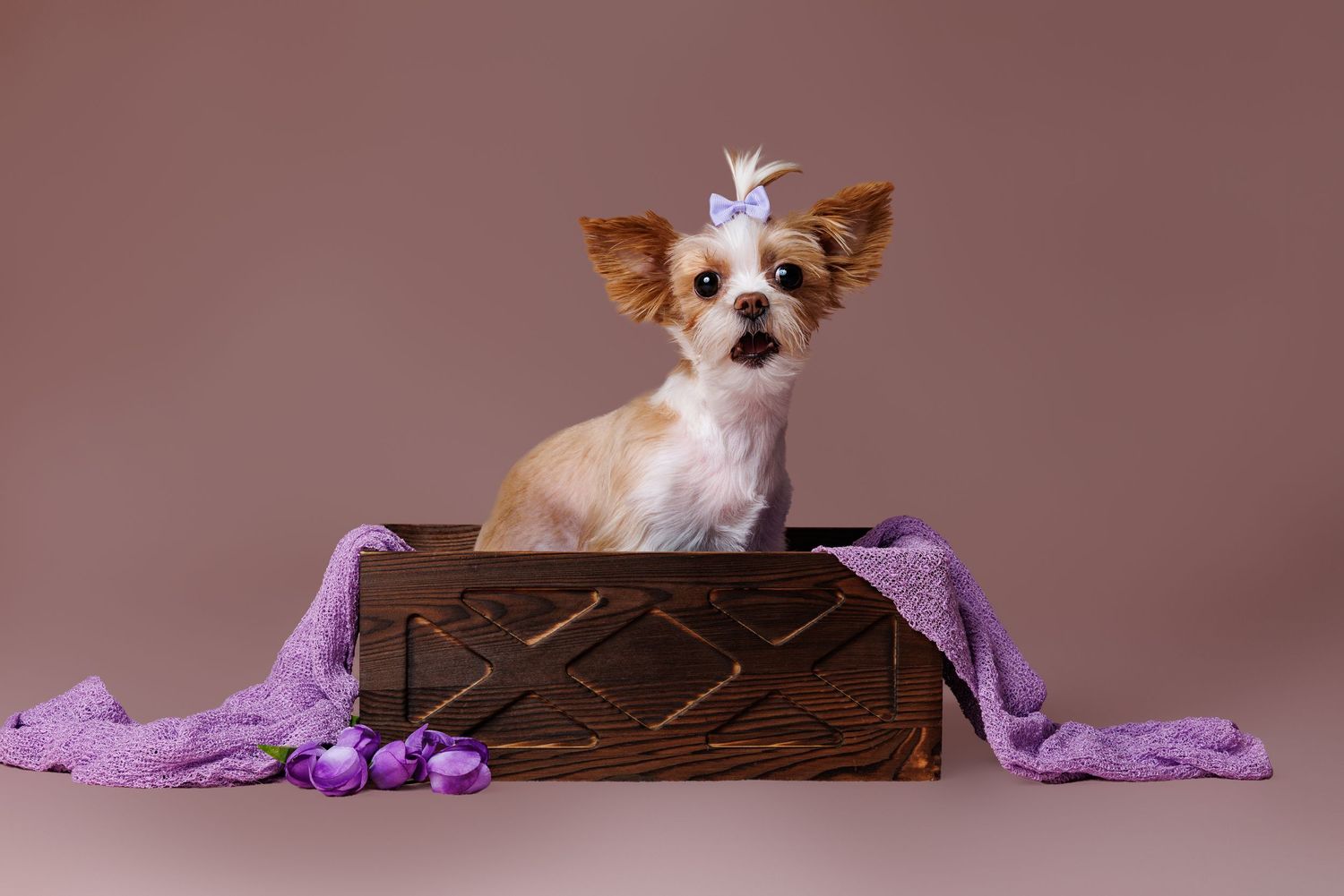 Tiny Chihuahua puppy with purple bow sitting in decorative wooden box with lavender fabric accents.