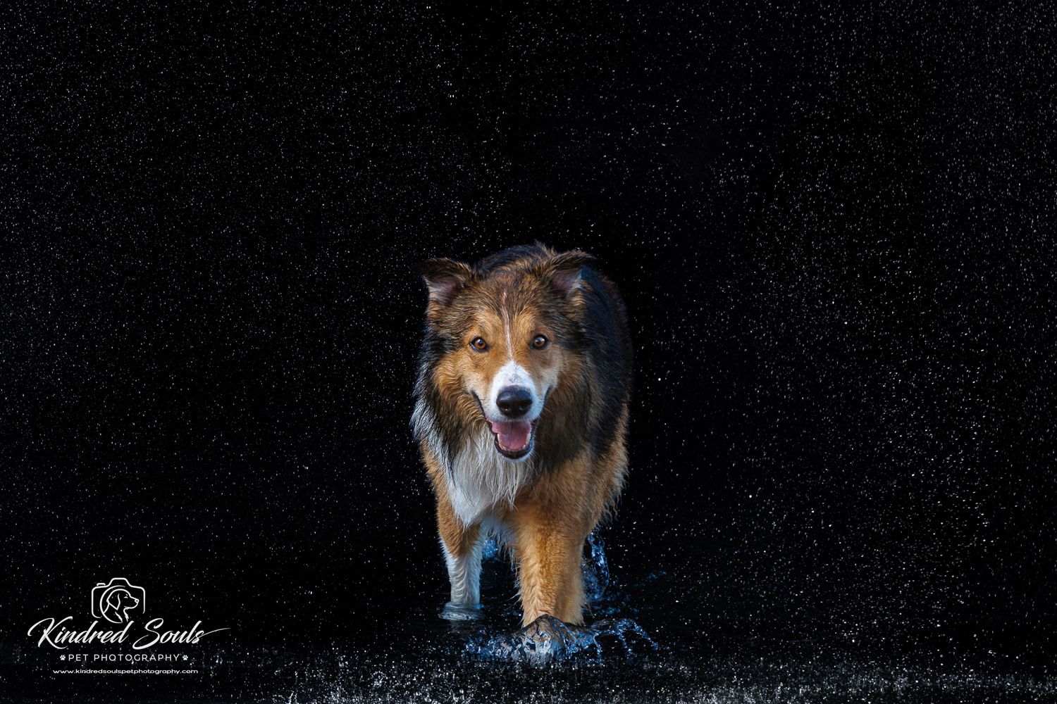 A wet Australian Shepherd dog runs toward the camera against a dark background, with water droplets flying around it.