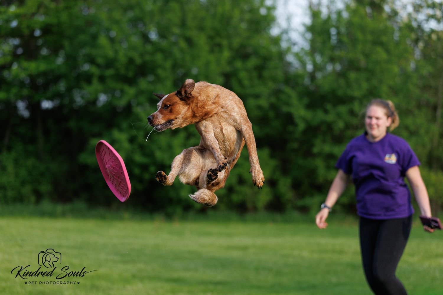 A brown dog leaps high to catch a pink frisbee while a woman in purple watches on a green lawn.
