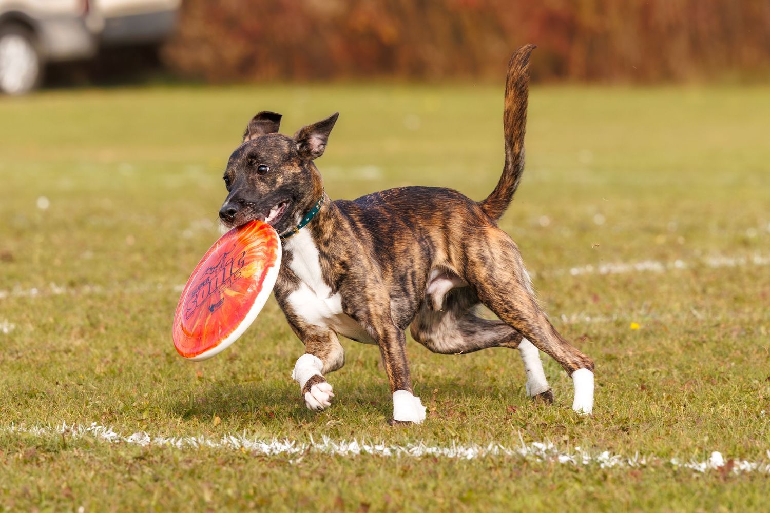 Brindle dog running on green grass field carrying a red frisbee in its mouth on a sunny day.