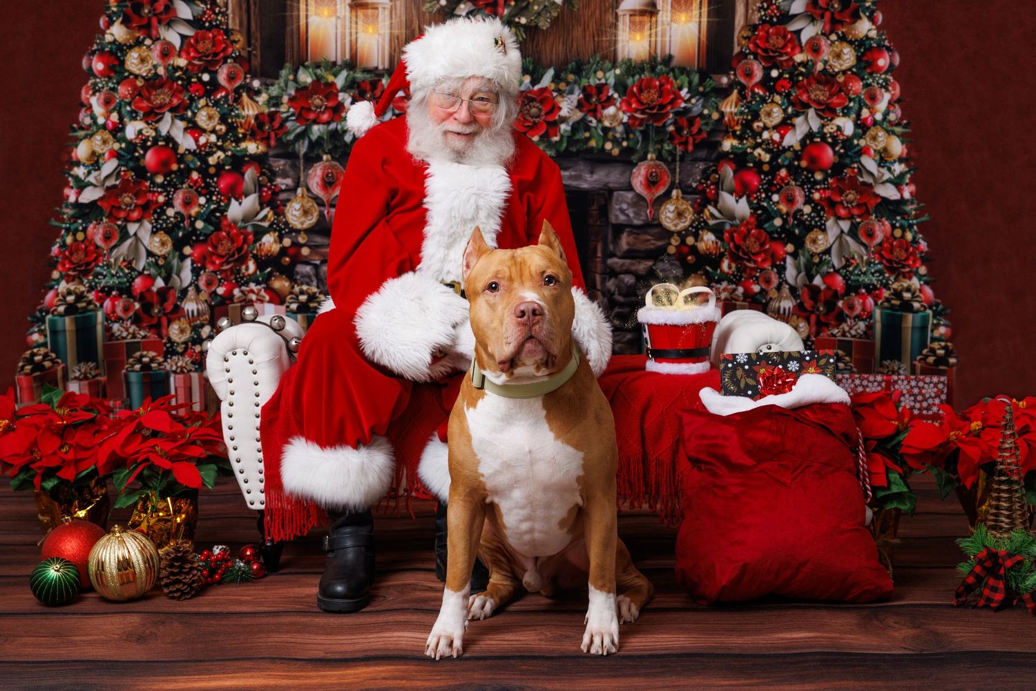 A tan pit bull dog poses with Santa Claus in front of a decorated Christmas tree with poinsettias and gifts.