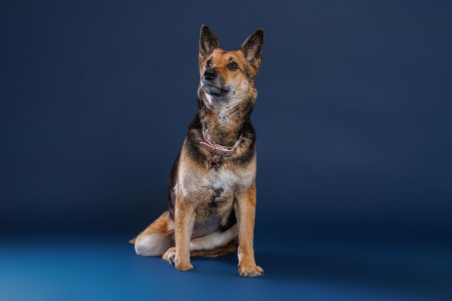 A German Shepherd dog sits upright wearing a pink collar against a dark blue studio background.
