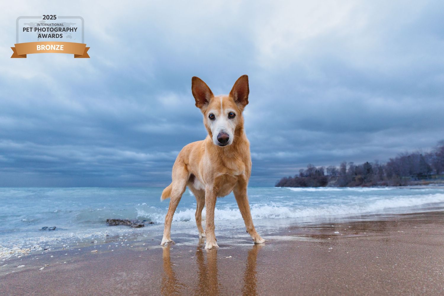 Award-winning photo of a tan dog standing on a sandy beach with dramatic cloudy skies and calm ocean waves behind.