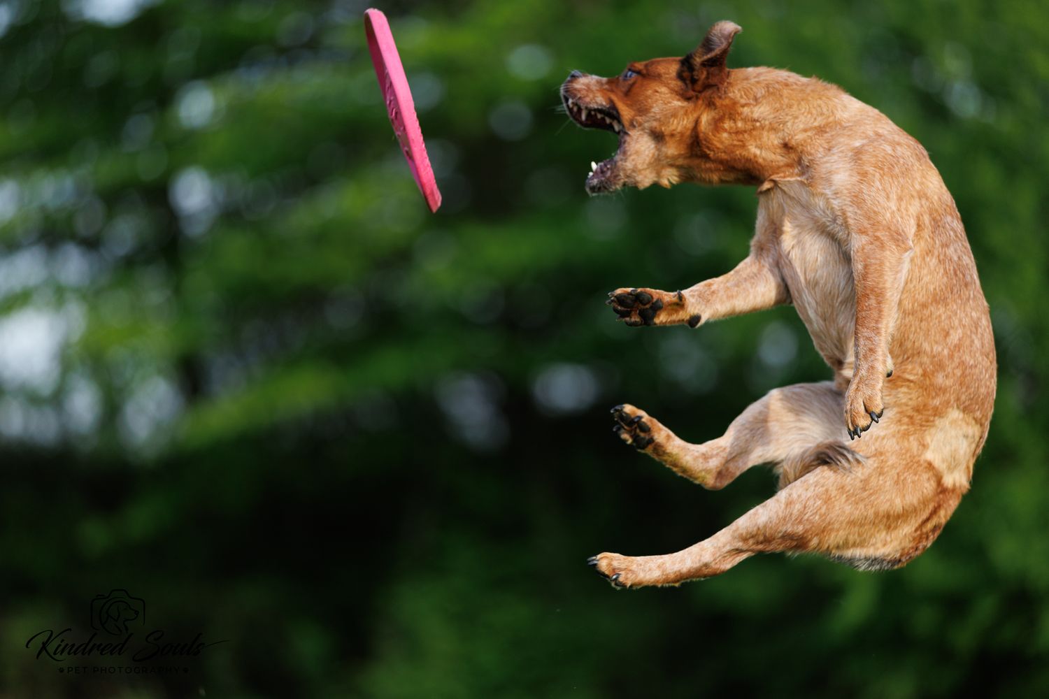 A brown dog leaps high into the air attempting to catch a pink frisbee with trees in the background.