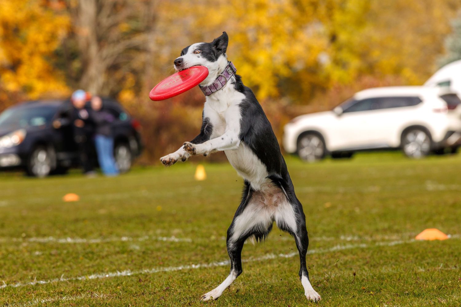 Black and white Border Collie jumping to catch a red frisbee on a green field with autumn trees in background.