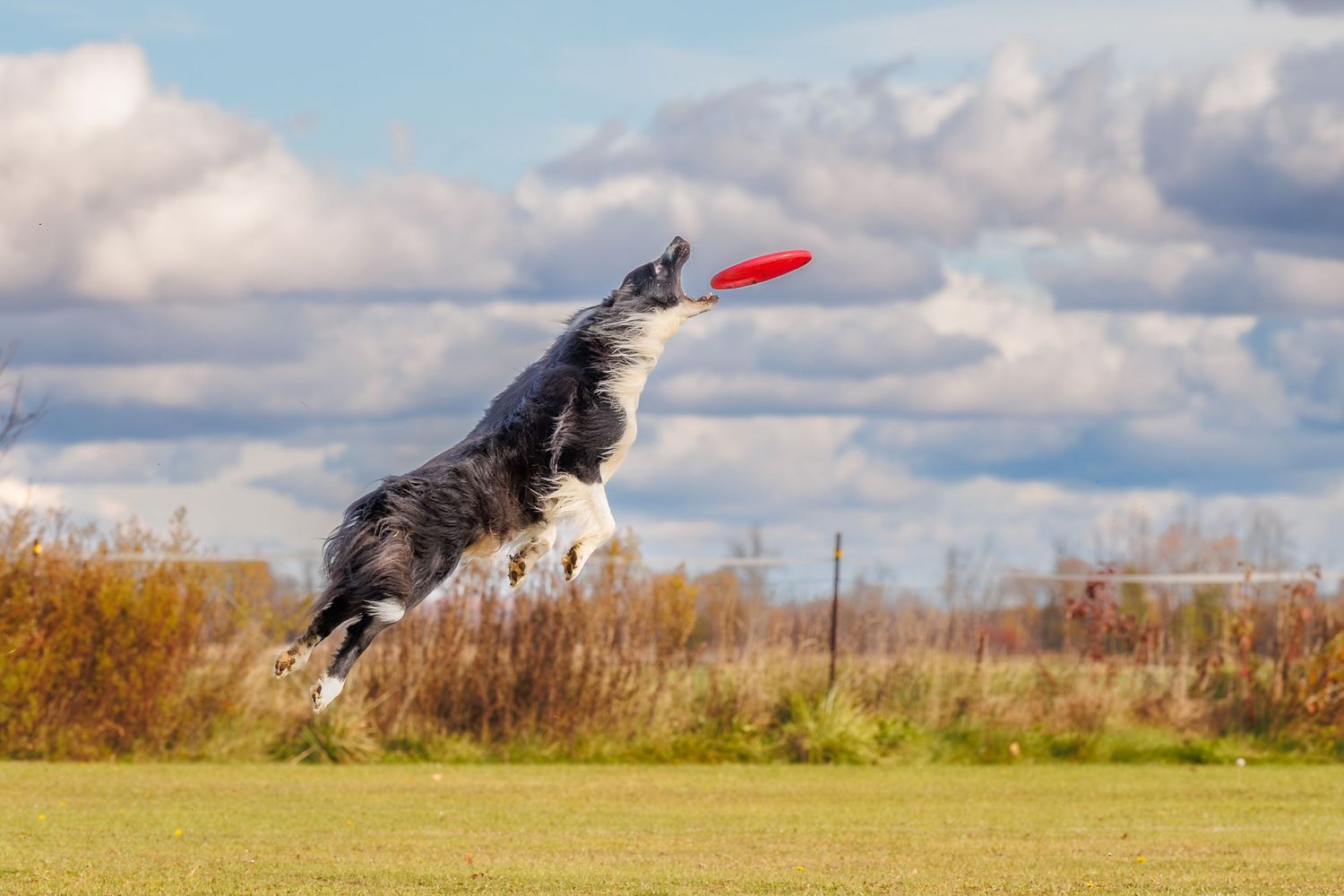 Border Collie dog leaping high to catch a red frisbee in a green field under a partly cloudy blue sky.