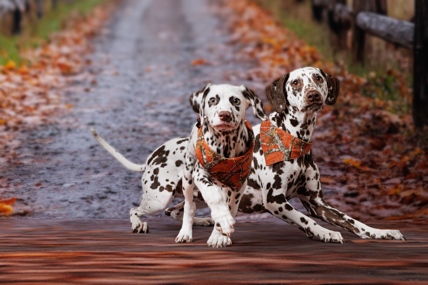 Two Dalmatians wearing orange harnesses sit together on a wet autumn path surrounded by fallen leaves.