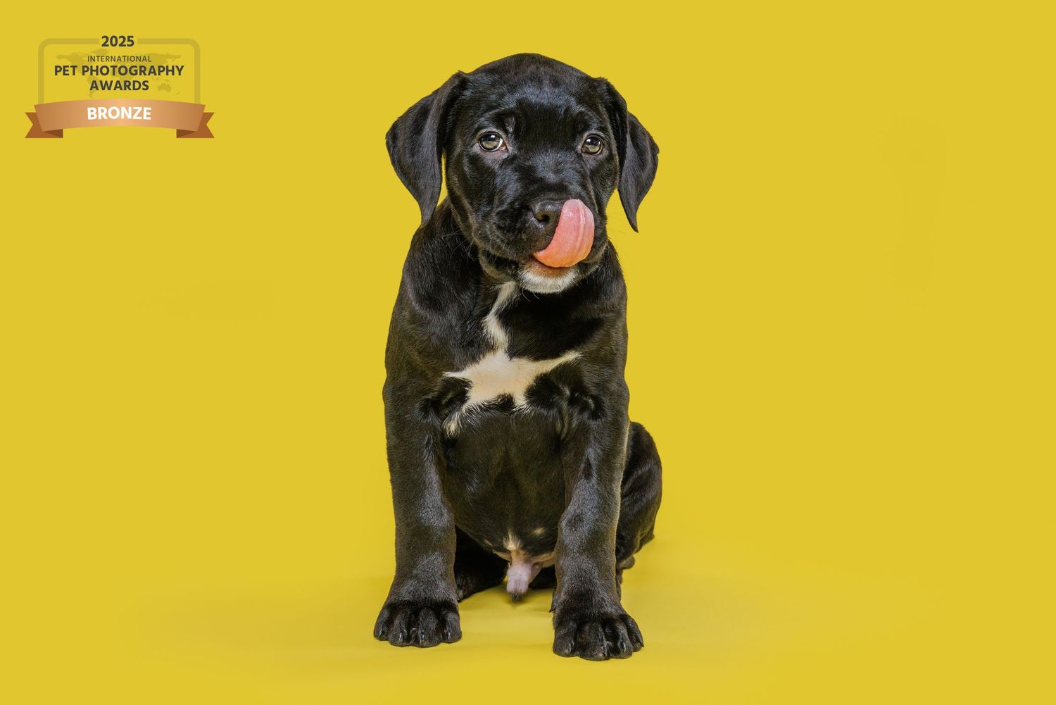 Black and white Cane Corso puppy sitting on yellow background with tongue out, Bronze Pet Photography Award winner.